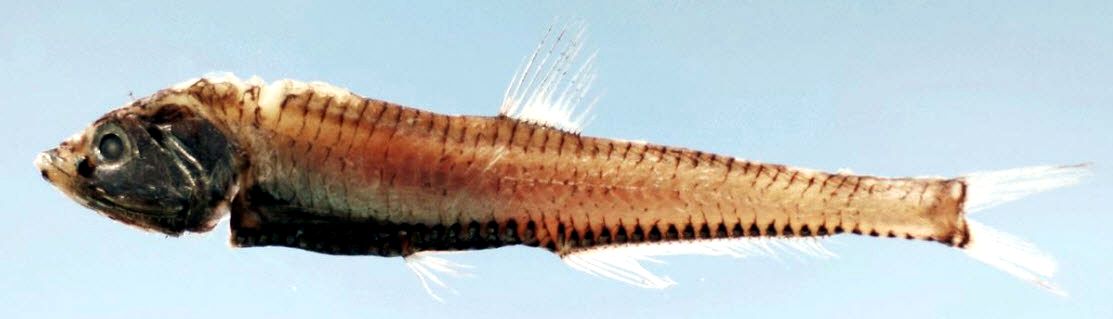 Pollichthys mauli_03.jpg